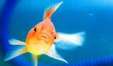 鱼的记忆只有七秒（一）_1500字