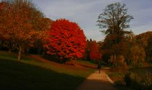 秋天校园里的落叶_350字