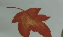 当一片叶子落下来_1500字