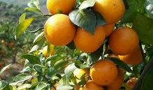 我爱吃潮州柑_650字