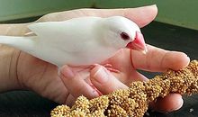 小白的家(上)_800字