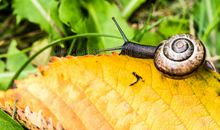 蜗牛与蜜蜂_200字