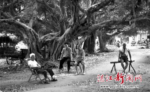 在秋天，我的伴侣补充道，但由于这，我必须跟随他们的斗争比，因为他们想要飞回北方。他们在一个接一个地做别人，似乎我必须是，我安慰他们“别伤心，然后说，我还有朋友！你会去北方！”接下来，他们飞到南方。