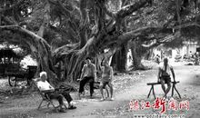 我是一棵榕树_650字