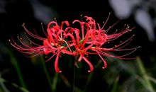 彼岸花的泪_450字