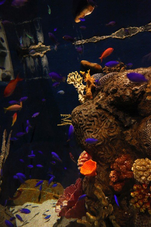 ，闹钟听起来很快，起身，我睁开眼睛，用手揉搓，眼睛扫过卧室：一切仍然。但是，我认为噩梦只是让我非常害怕。我在踢我的心：人，我们不能滥用动物以便自私！