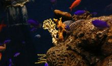 水族馆奇遇_750字