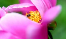 这一季散落的阳光香败_600字