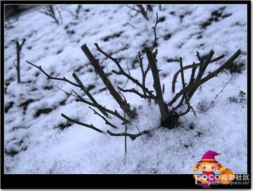 2008年的第一雪_750字