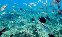 老虎的海洋之旅_800字