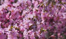 寻找春天的足迹_750字