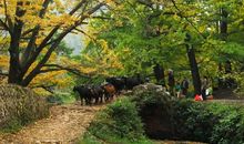 假如我是银杏树_400字