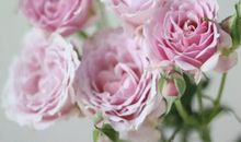 鲜花公主_1000字