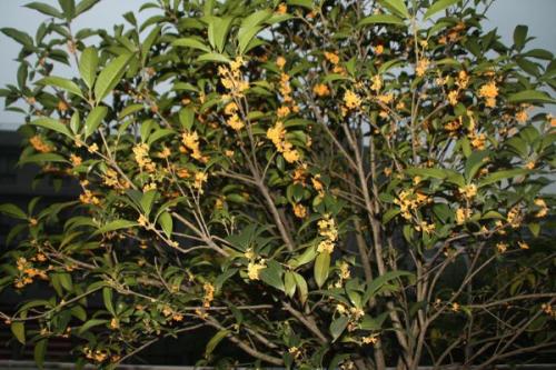 我是一棵桂花树_600字