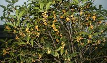 我是桂花树_600字