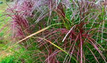 玫瑰与野草_2000字