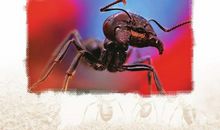 我是一只小蚂蚁_450字