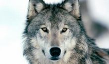 我是一只草原狼_750字