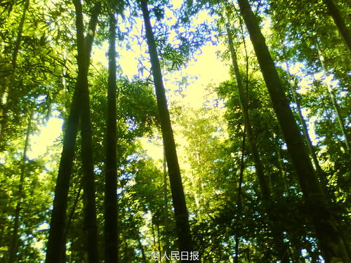 你好，森林_450字