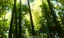 你好，森林_450字