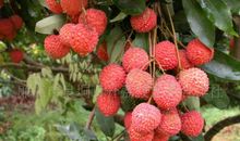 荔枝红了_1000字