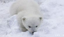 林中的幼熊_1200字