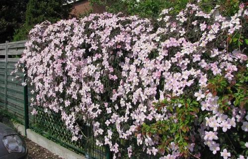 植物春季_600字