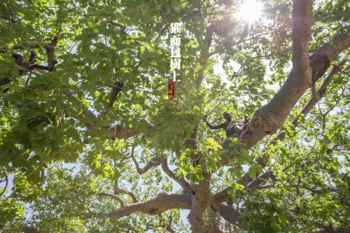 面包树_1200字