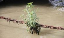 我是一株小草_900字