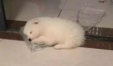 养个天使不容易_1000字