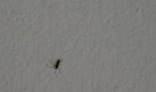 蚂蚁的住宅_450字