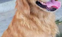 小猫跳墙_1500字