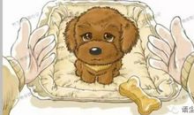 小狗哈比_3000字