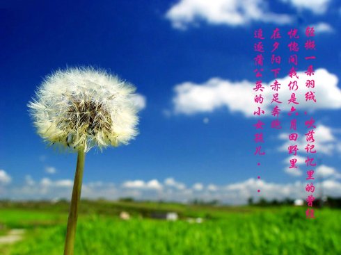 如果我是一个蒲公英_3000字