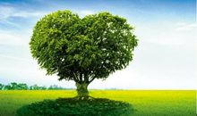 我是一棵大树_700字