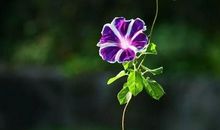 树是人类的朋友_600字