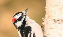 啄木鸟的呐喊_800字