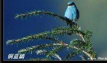 我是一只寻梦的小鸟_1000字