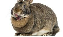 兔子的一天_550字