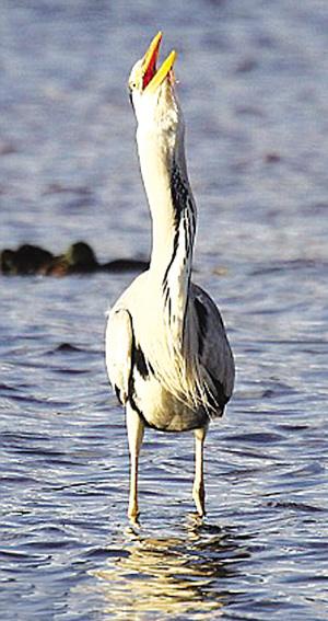 鸭子妈妈拯救_1000字