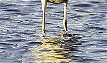 鸭妈妈救子_1000字