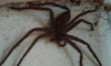 我想被蜘蛛咬一口_550字