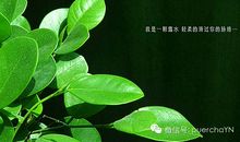 我是一片树叶_400字