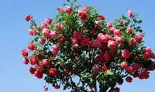 四季里的一点绿_750字