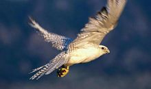 假如我是一只雄鹰_650字