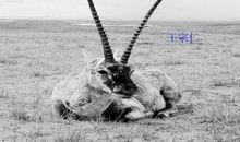 《藏羚羊跪拜》观后感_500字