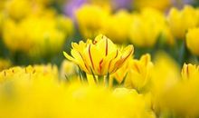 当一切不再那么美好_750字