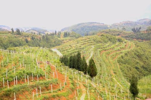 观看香港市巨头_900字