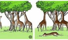 关于竞争的作文：长颈鹿和狮子的竞争_500字