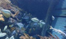 上海水族馆一游_900字